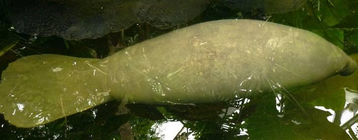 Bag om Odense Zoo billede 30