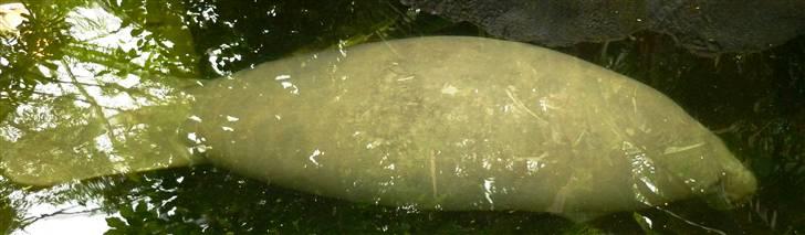 Bag om Odense Zoo billede 31