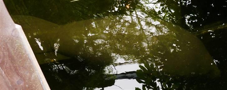 Bag om Odense Zoo billede 32
