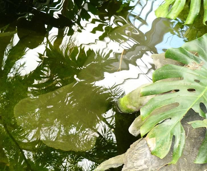 Bag om Odense Zoo billede 33