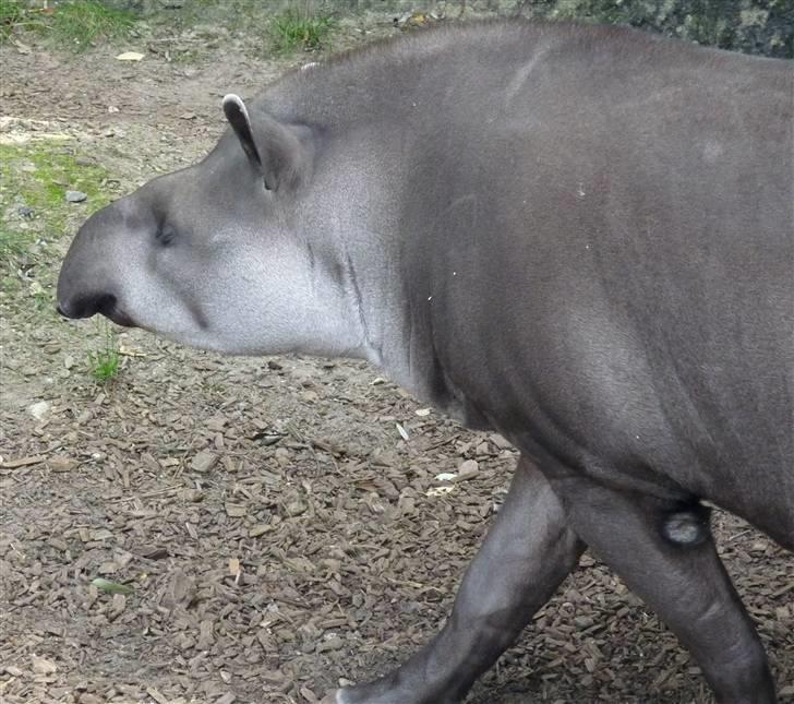 Bag om Odense Zoo - Tapir han billede 34
