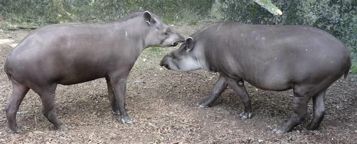 Bag om Odense Zoo - Tapir han og hun billede 35