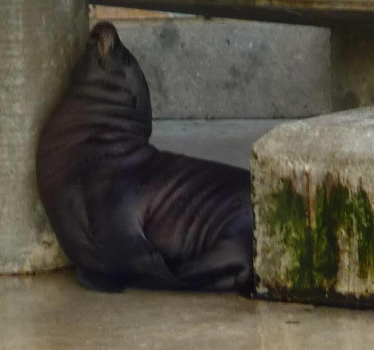 Bag om Odense Zoo - Søløve unge billede 36