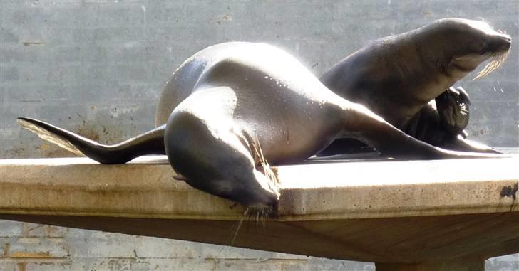 Bag om Odense Zoo - Ungen vil die hos sin mor billede 37