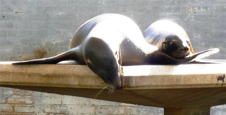 Bag om Odense Zoo billede 38