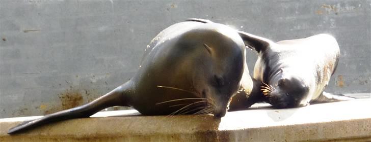 Bag om Odense Zoo billede 39