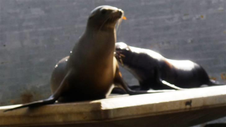 Bag om Odense Zoo billede 40