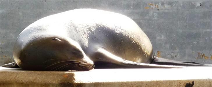 Bag om Odense Zoo billede 41
