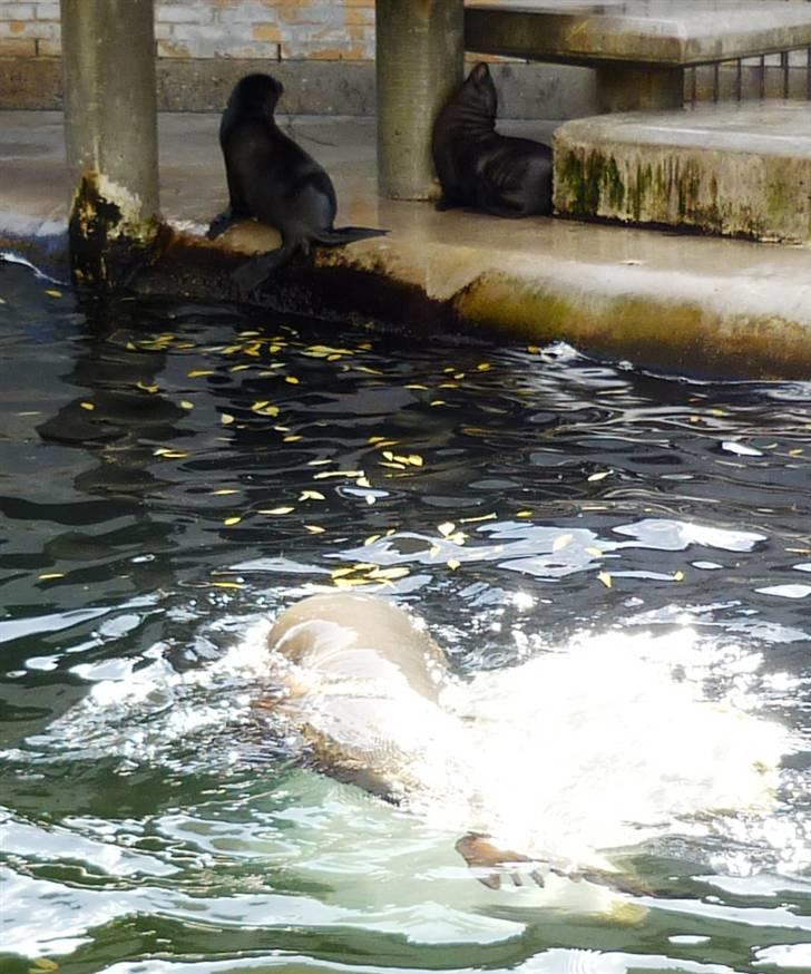 Bag om Odense Zoo billede 42