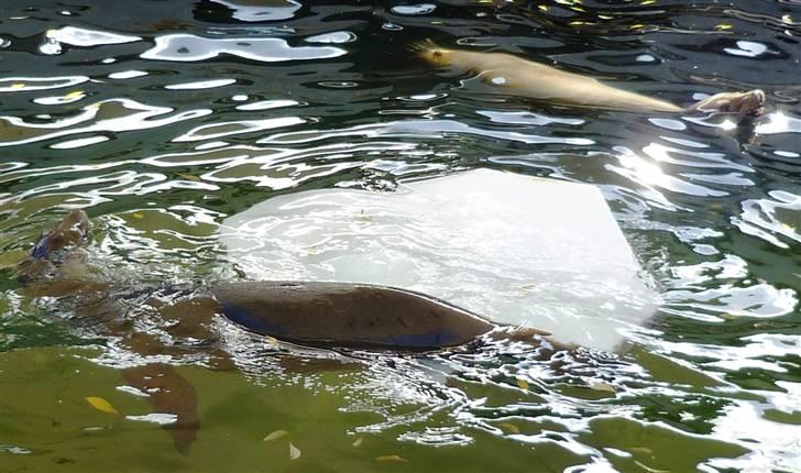 Bag om Odense Zoo billede 43