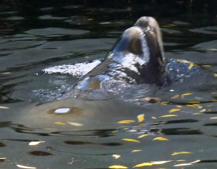 Bag om Odense Zoo billede 44