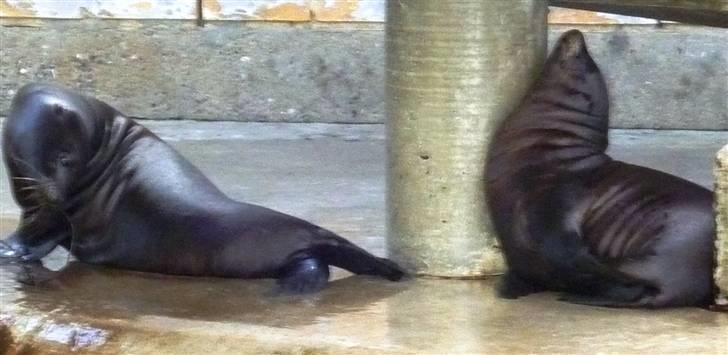 Bag om Odense Zoo billede 45
