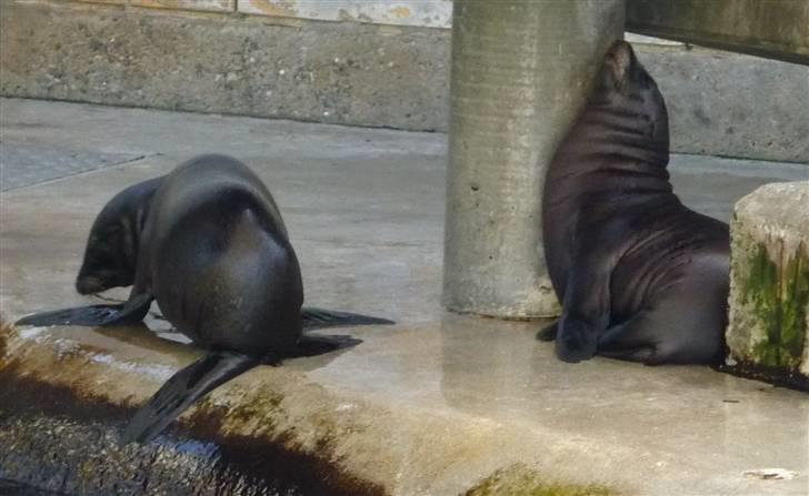 Bag om Odense Zoo billede 46