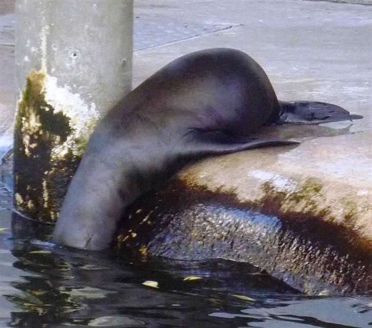 Bag om Odense Zoo billede 47