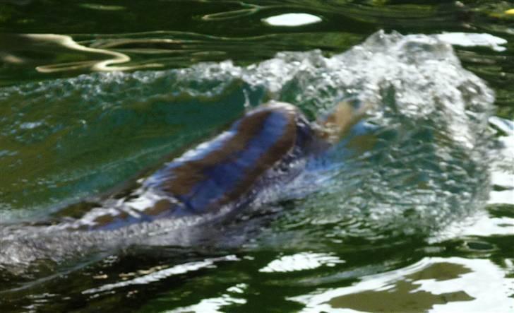 Bag om Odense Zoo billede 48