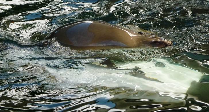 Bag om Odense Zoo billede 49