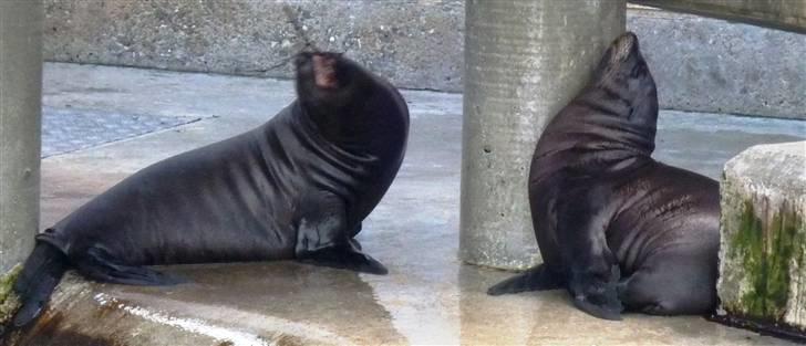 Bag om Odense Zoo billede 51