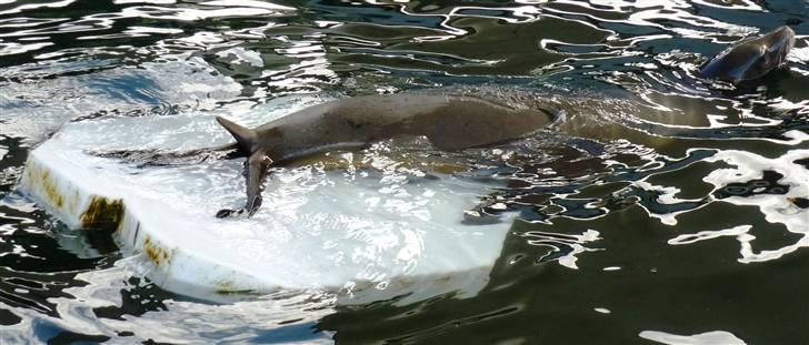 Bag om Odense Zoo billede 52