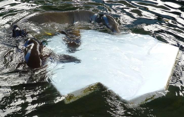 Bag om Odense Zoo billede 53