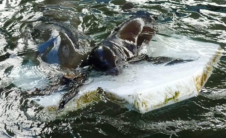 Bag om Odense Zoo billede 54