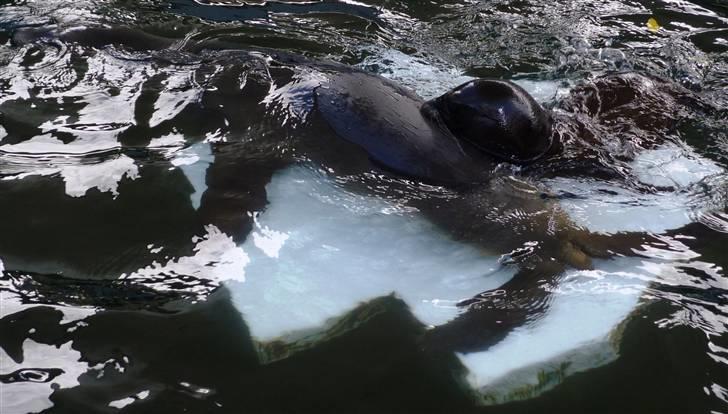 Bag om Odense Zoo billede 55