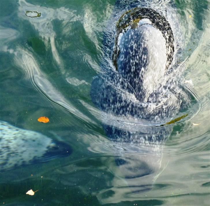 Bag om Odense Zoo - Sæl billede 56