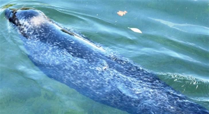 Bag om Odense Zoo billede 57