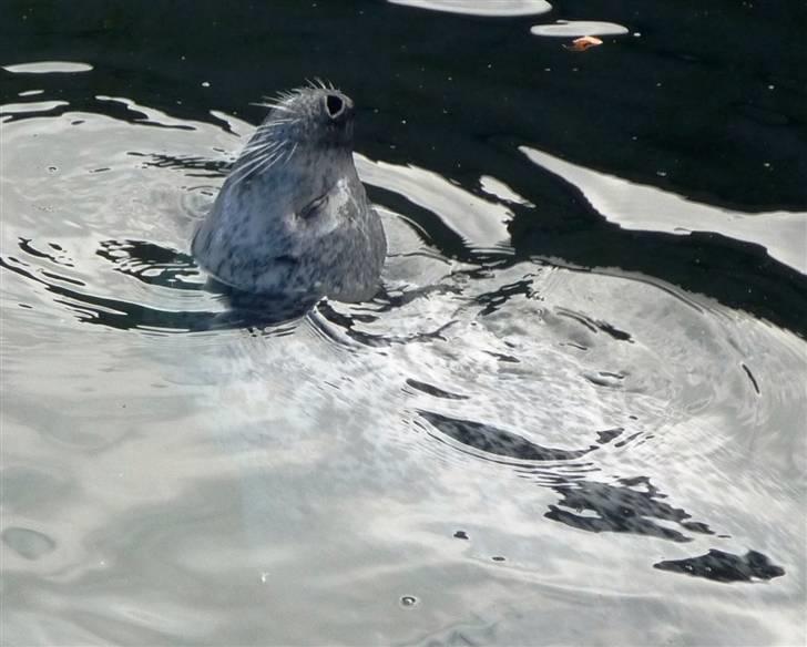 Bag om Odense Zoo billede 58