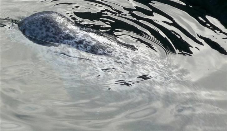 Bag om Odense Zoo billede 59