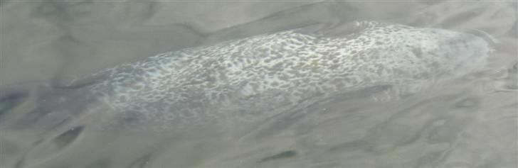 Bag om Odense Zoo billede 60