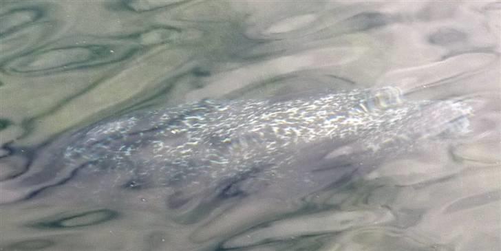 Bag om Odense Zoo billede 61