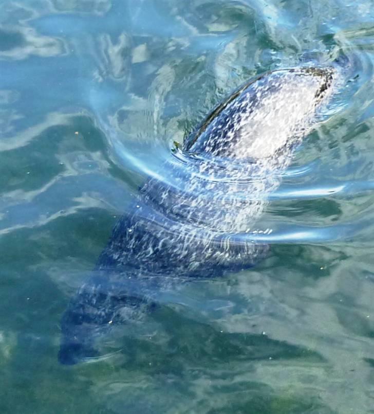 Bag om Odense Zoo billede 62