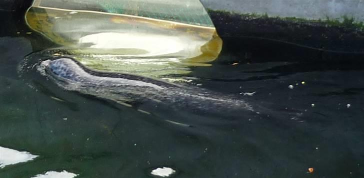 Bag om Odense Zoo billede 63