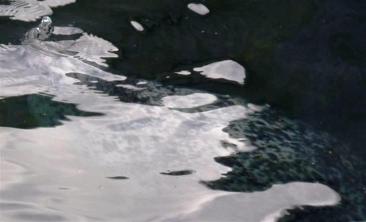 Bag om Odense Zoo billede 64