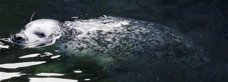 Bag om Odense Zoo billede 65