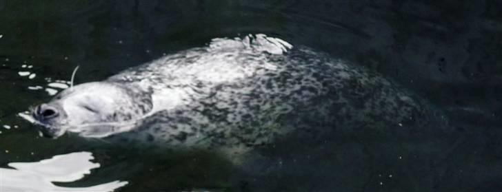 Bag om Odense Zoo billede 66