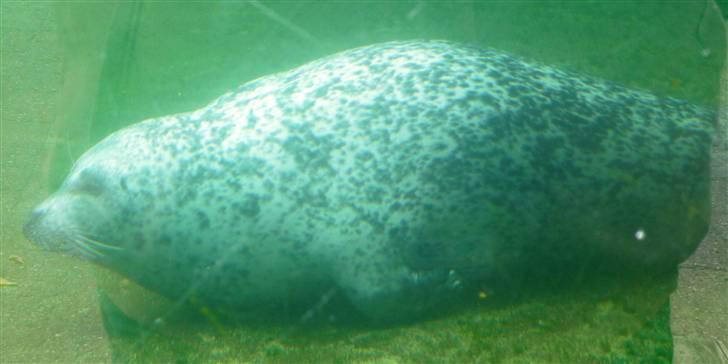 Bag om Odense Zoo billede 67