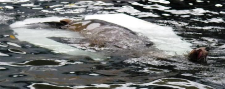 Bag om Odense Zoo - Søløve igen billede 68