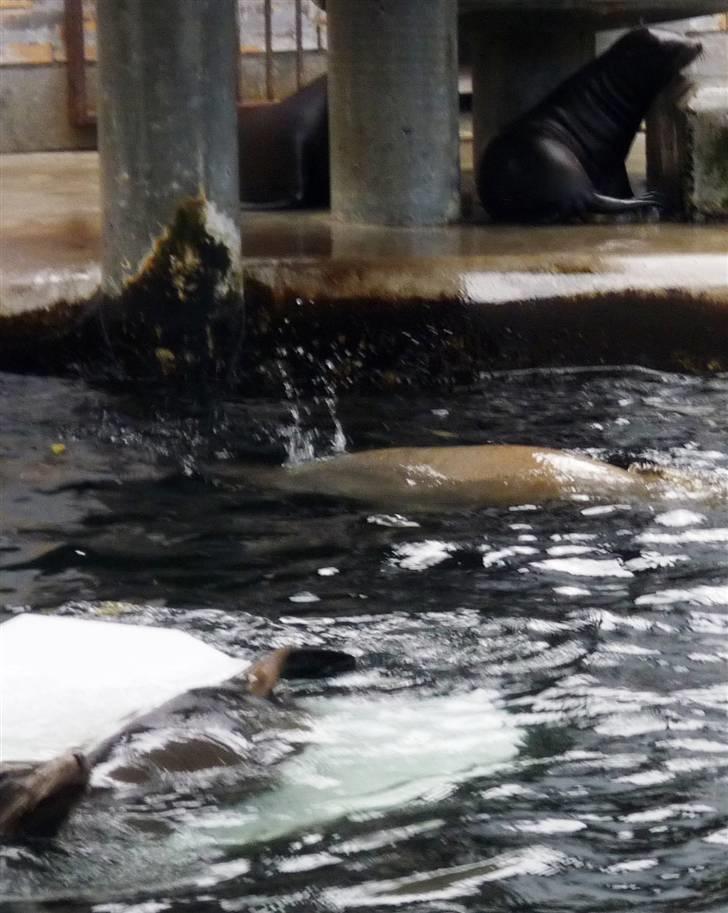 Bag om Odense Zoo billede 69