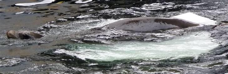 Bag om Odense Zoo billede 70