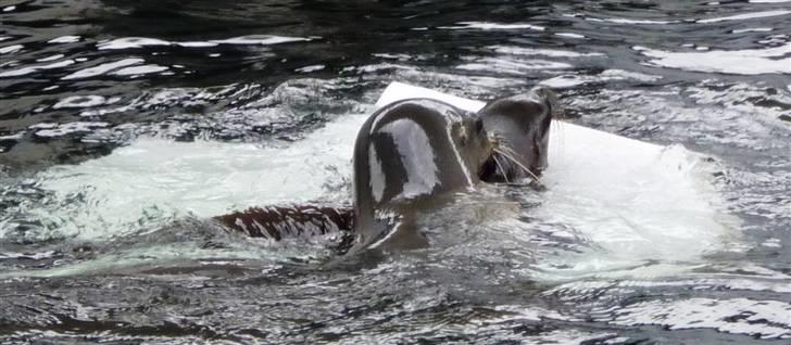 Bag om Odense Zoo billede 71