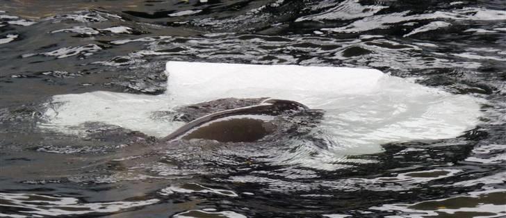 Bag om Odense Zoo billede 72