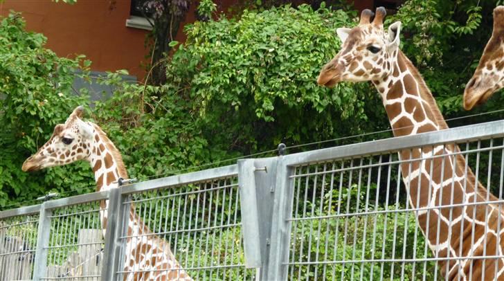 Bag om Odense Zoo - Giraf billede 73