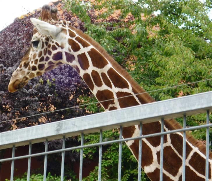 Bag om Odense Zoo billede 74