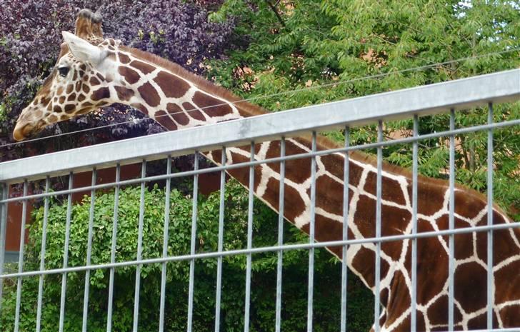 Bag om Odense Zoo billede 75