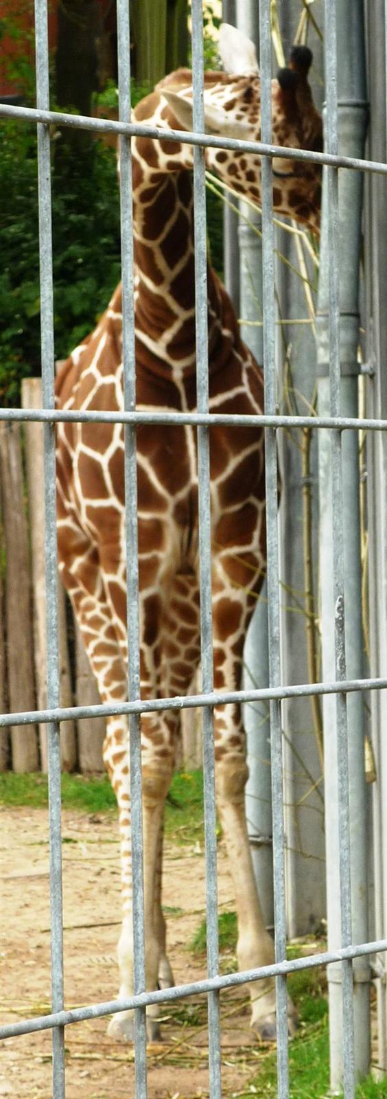 Bag om Odense Zoo billede 77