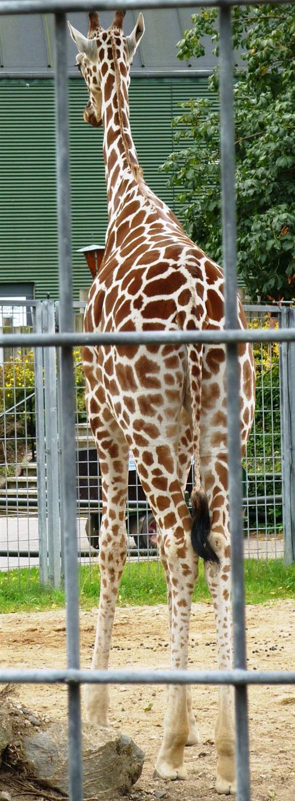 Bag om Odense Zoo - Giraf hunnen billede 78