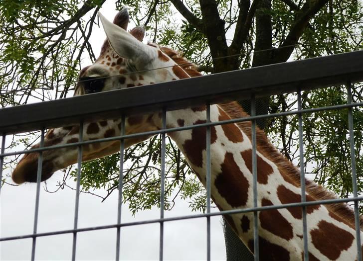 Bag om Odense Zoo - Ungen billede 79