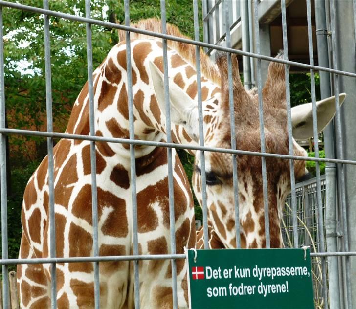 Bag om Odense Zoo - Ungen billede 80