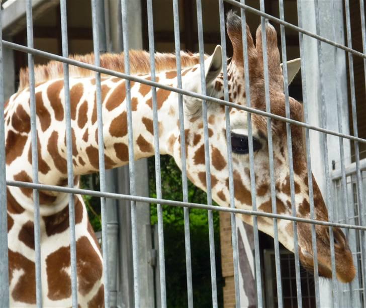 Bag om Odense Zoo - Ungen billede 81